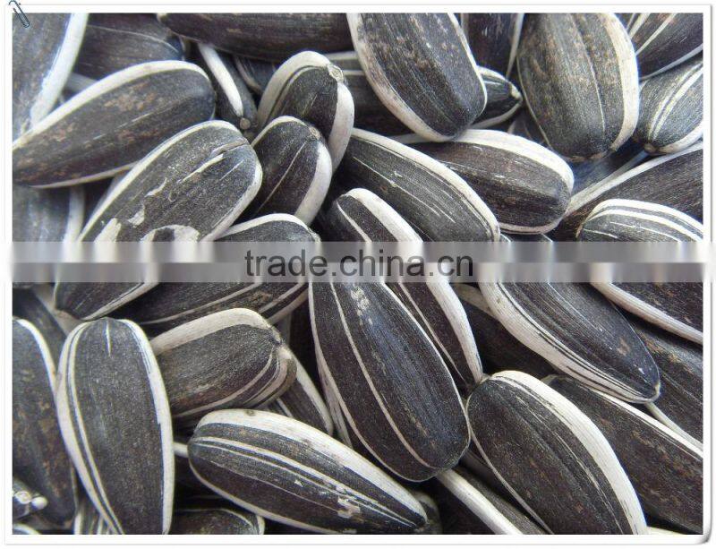 inner mongolia sunflower kernels(confectionary kernel and bakery kernel)