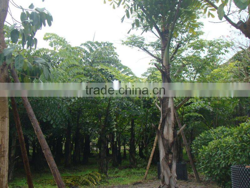 wholesale outdoor decrotive landscaping ornamental palm Caryota urens L