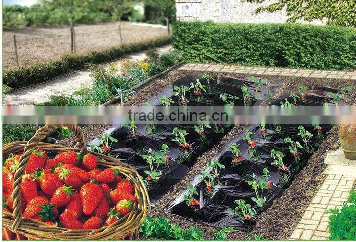 plastic agricultural film with 8cm holes