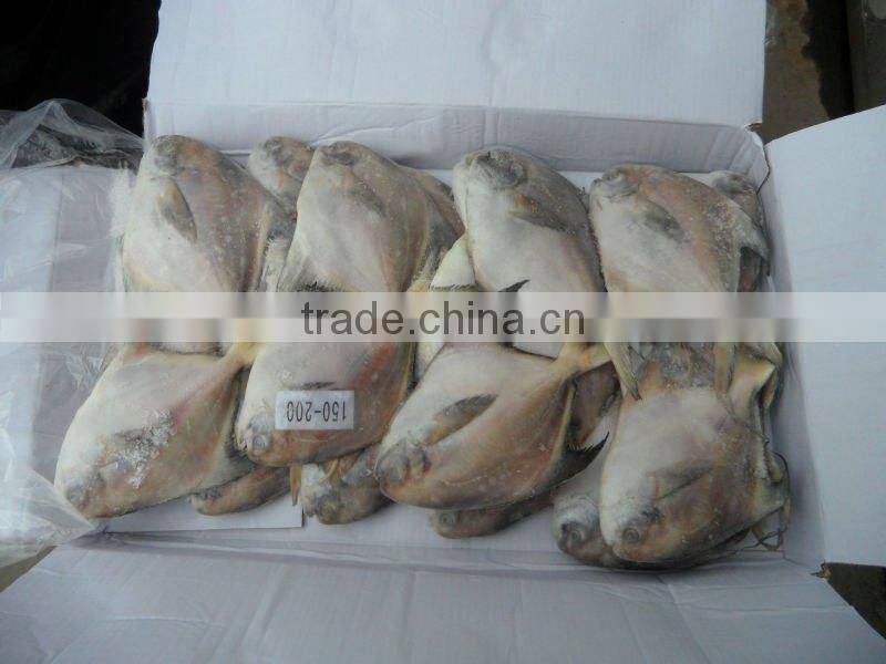 chinese pomfret fish