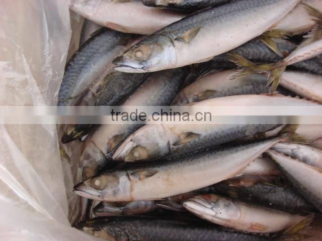 2016 Fresh Frozen Pacific Mackerel 150g-200g from China