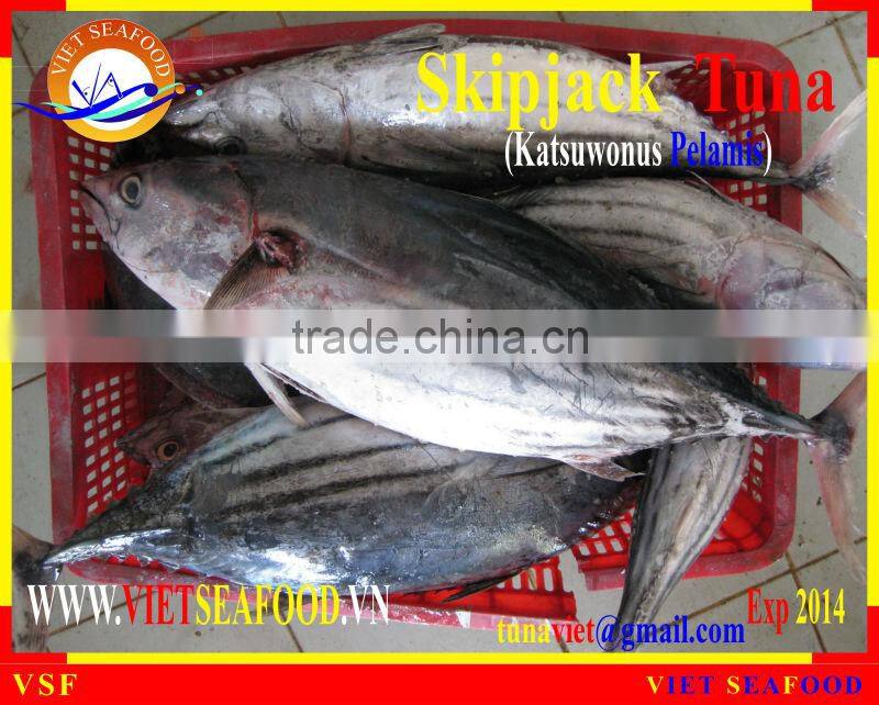 FROZEN SKIPJACK TUNA WHOLE ROUND
