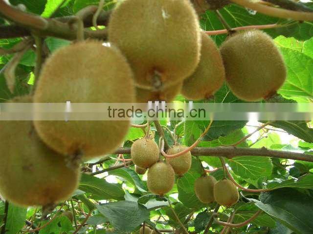 Fresh Kiwi Fruit