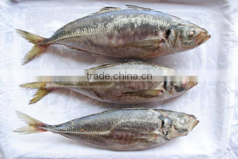 Trachurus Trachurus Horse Mackerel Frozen Fish