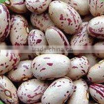 Good quality light speckled kidney beans,American type