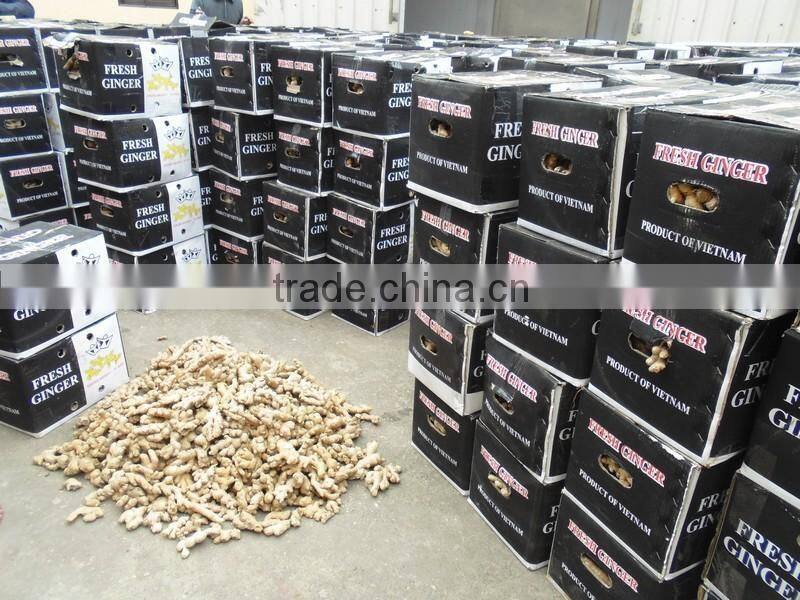 VIET NAM FRESH GINGER NEW HAVEST 2016