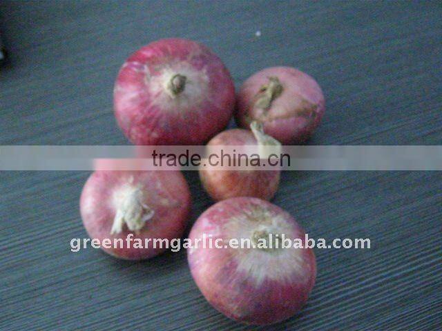 fresh red onion in bag