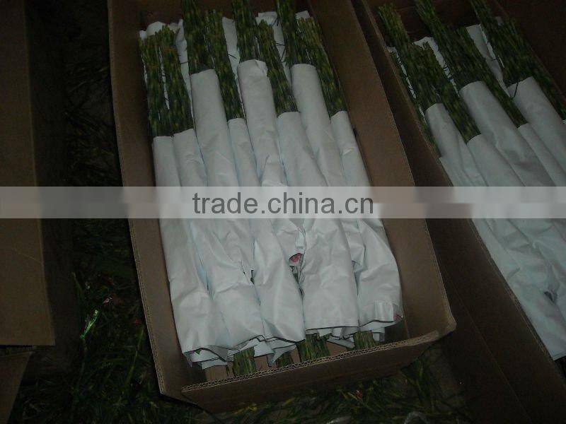 Wholesale fresh carnation cut flower prices