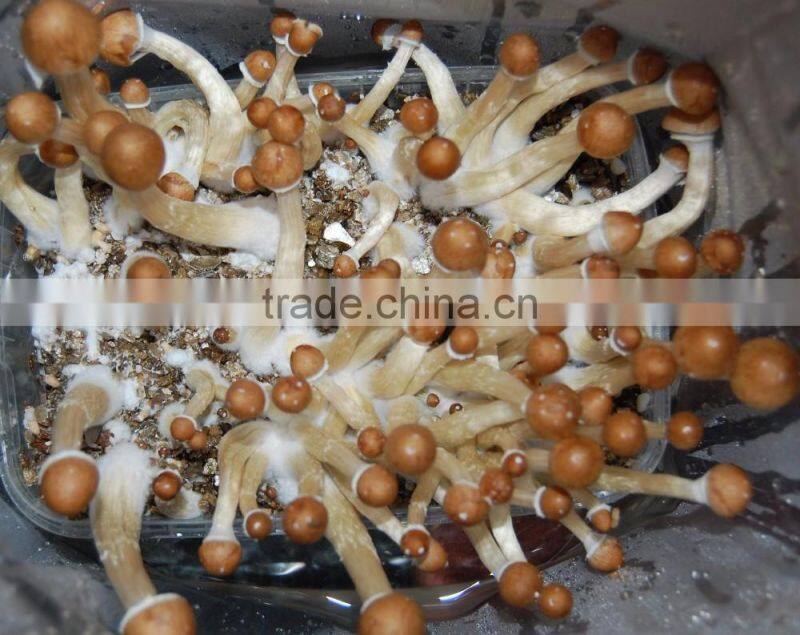 Hydroponic Growing Medium Expanded Perlite / Vermiculite