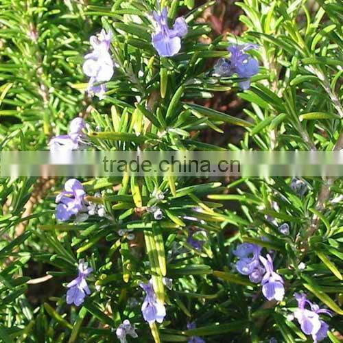 50L stainless steel rosemary essential oil extractor on sale