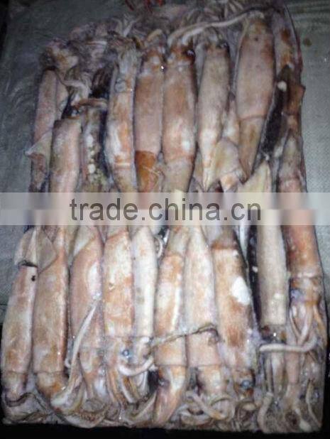 premium japenese squid