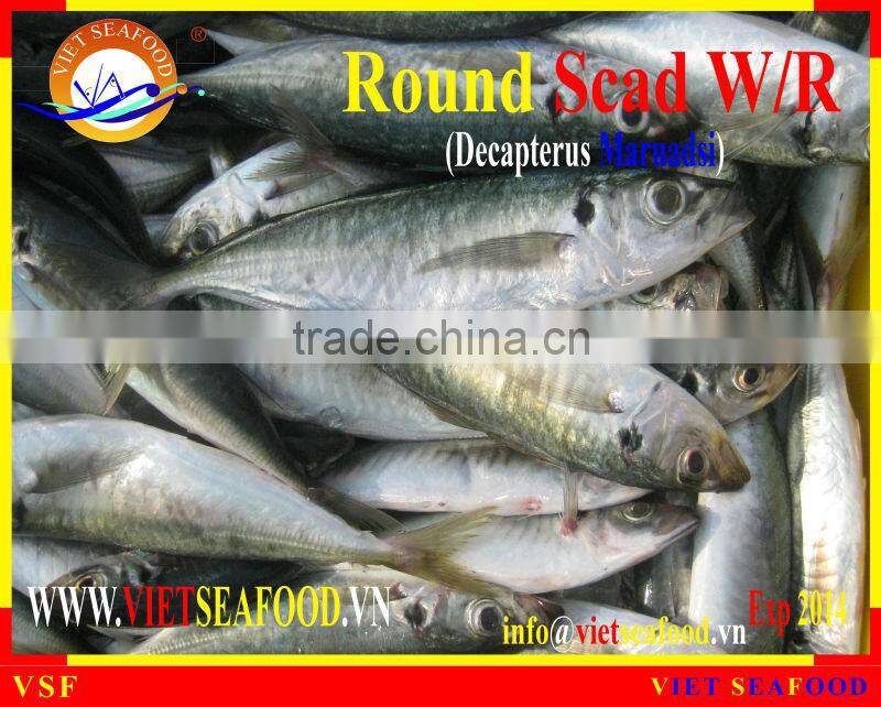 FROZEN ROUND SCAD WHOLE ROUND