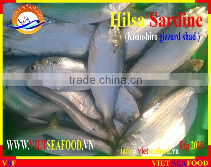 FROZEN HILSA SARDINE