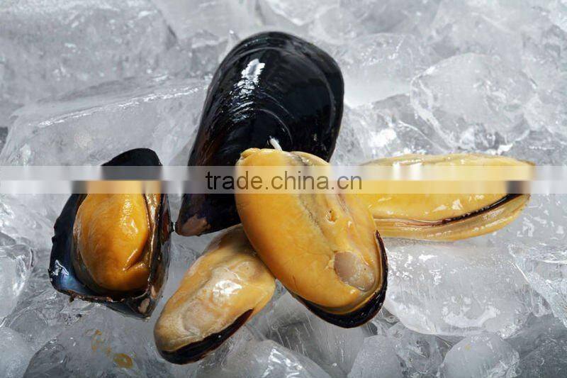 frozen boiled mussel with shell