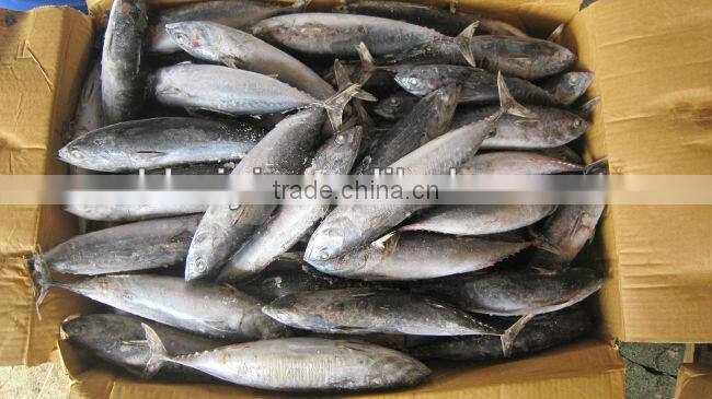 frozen seafood bonito 200-300g(Auxis thazard)New arrival W/R for can