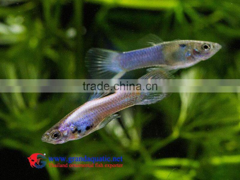 Endler Guppy Fish / Guppy fish for sale