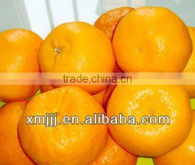 malaysia new year gift fresh quince fruits