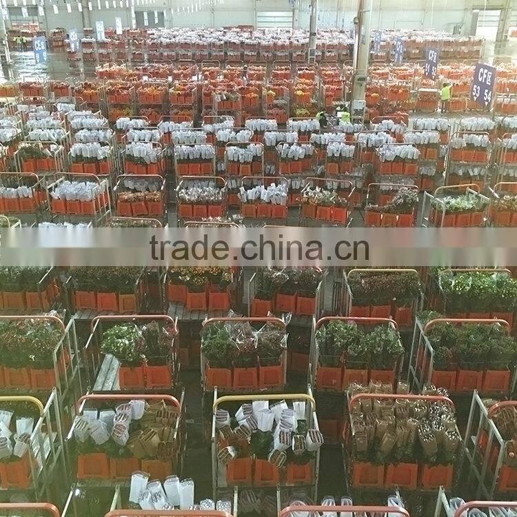 Love theme latest flower violet fresh cut flowers