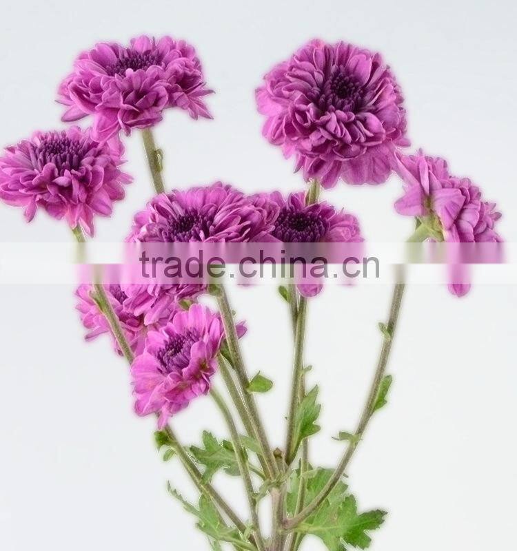 Alibaba china hot selling chrysanthemum from yunnan