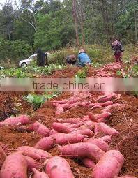 FRESH SWEET POTATO CHEAP PRICE