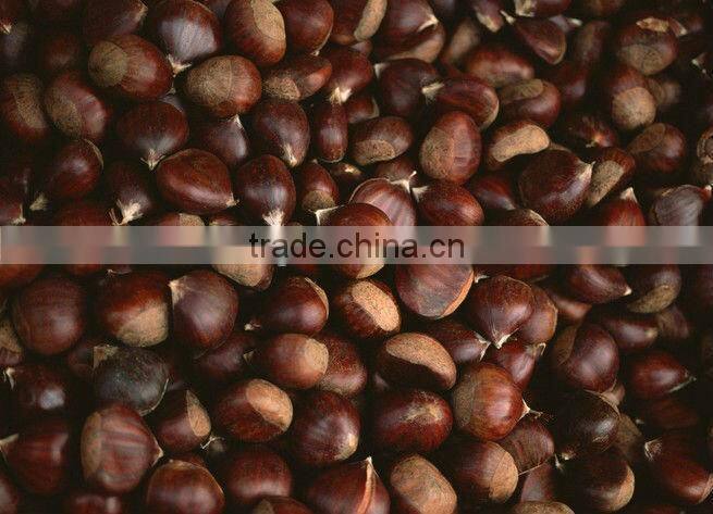 Fresh Chestnut
