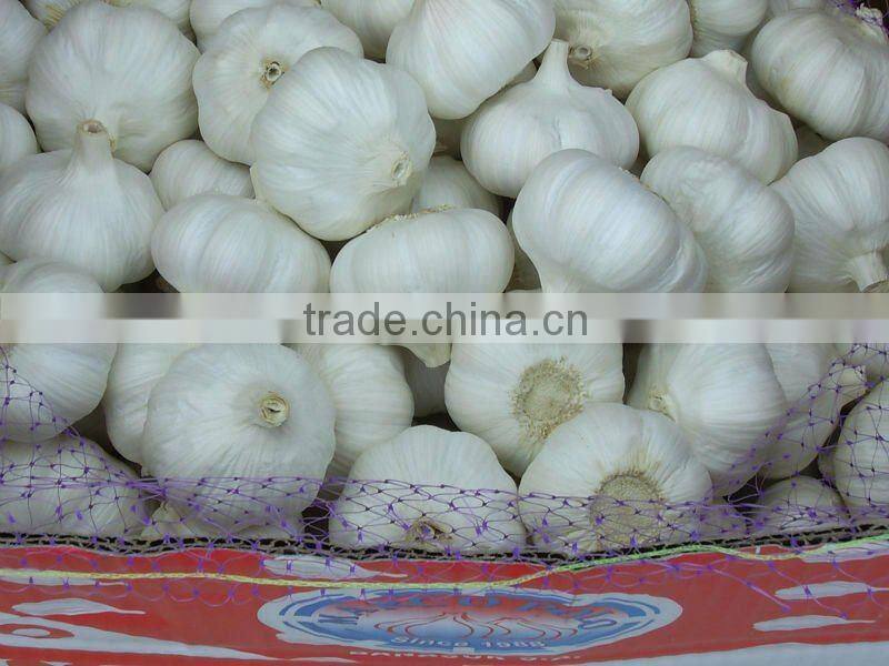 6.0cm Chinese jinxiang garlic 2015 crop pure white skin
