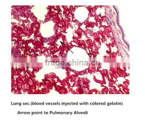 Medical slides/ Prepared Microscope Histology slides/Epithelium Sec. Slides
