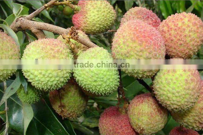 Fresh The King of Litchi(LanZhu) From Fujian China