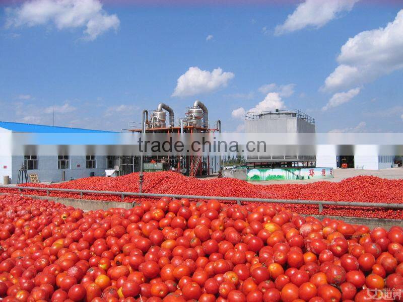 2014 Products New Gino Tomato Paste