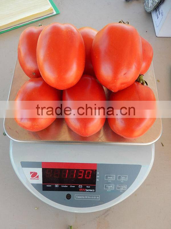 Marina F1 (PELLETED) Hybrid Tomato Seeds