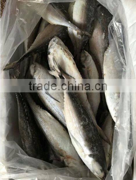 Whole Fish Frozen Jack Mackerel