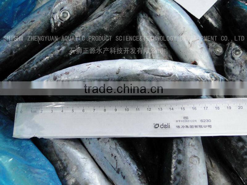 Export Chinese Frozen Seafood Frozen Bonito