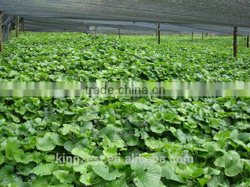 43g halal fresh wasabi japonica fresh horseradish Japanese sushi wasabi paste