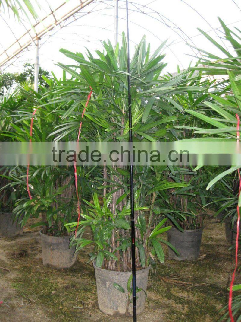 Rhapis excelsa high 3-5m