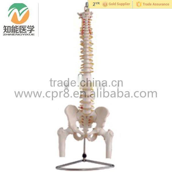 NaturalSize Anatomy Spine Pelvis Thigh Skeleton Medical Model Spine Model