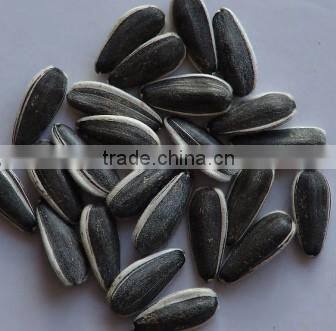 chinese fresh sunflower seed 5009 hot sale