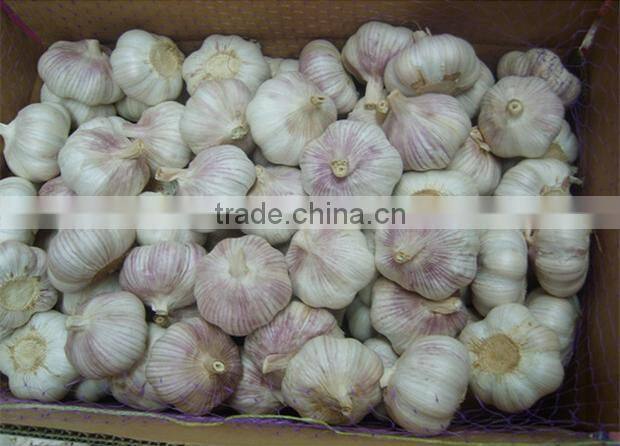 Chinese garlic wholesaler garlic distributor