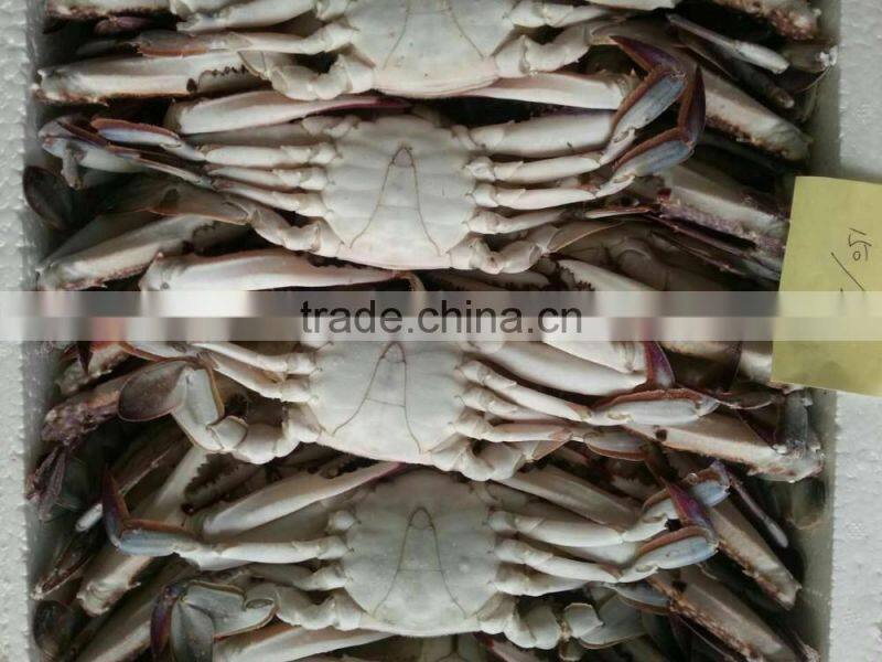Frozen Blue Swimming Crab for hot sale