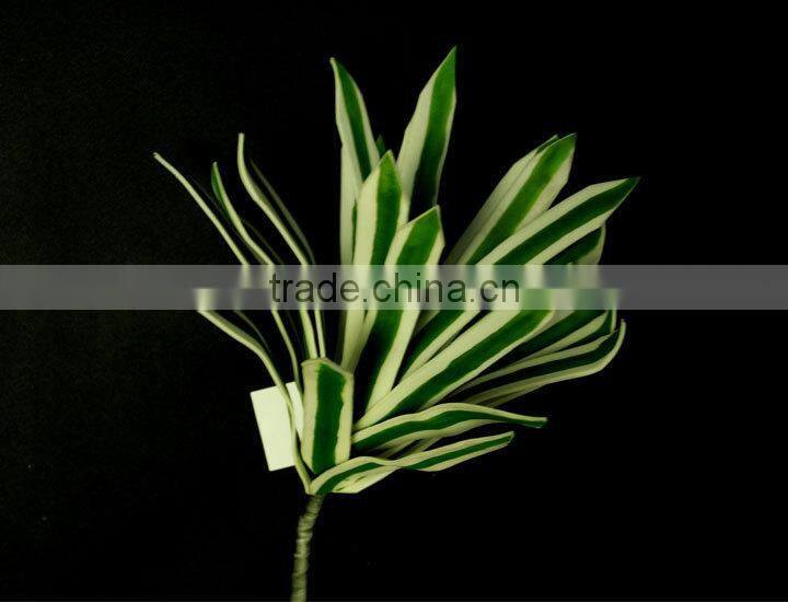 indoor ornamental tropical green foliage plants sale
