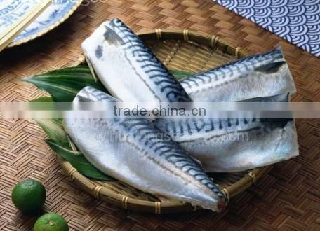 frozen pre-cooked bonito tuna loin for canning