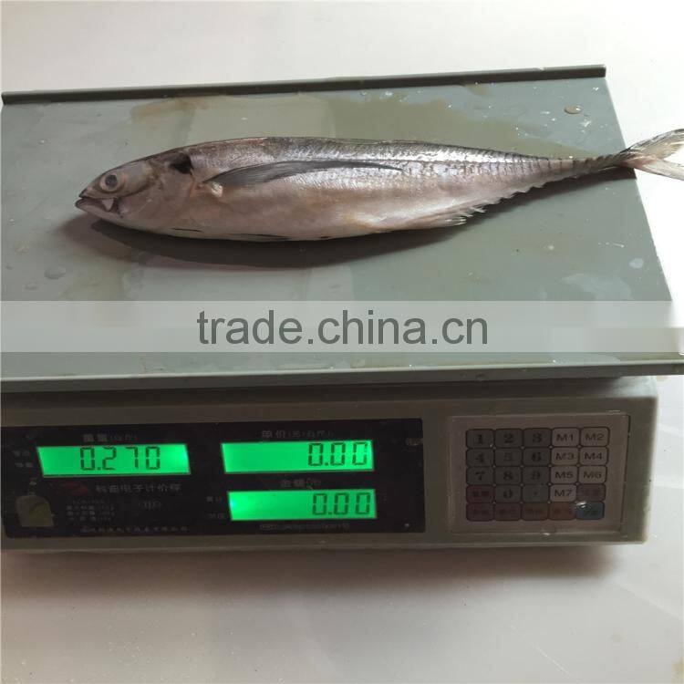 Frozen horse mackerel fish whole horse mackerel hardtail scad