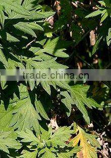 2014 fresh and dried Mugwort leaf