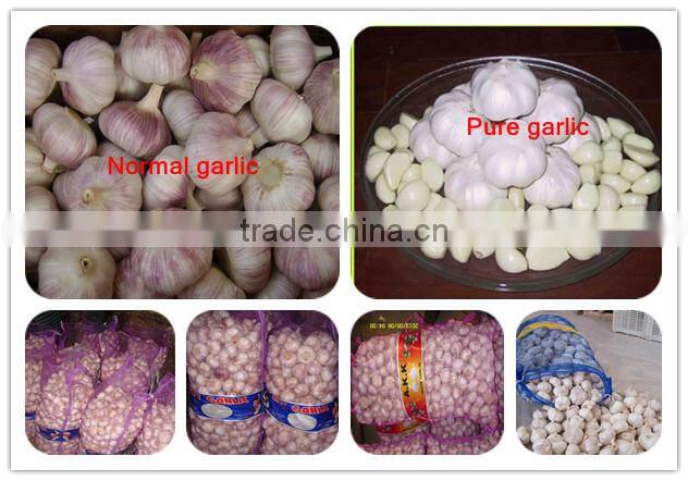 China Fresh ginger and Garlic for Brazil and Amerca