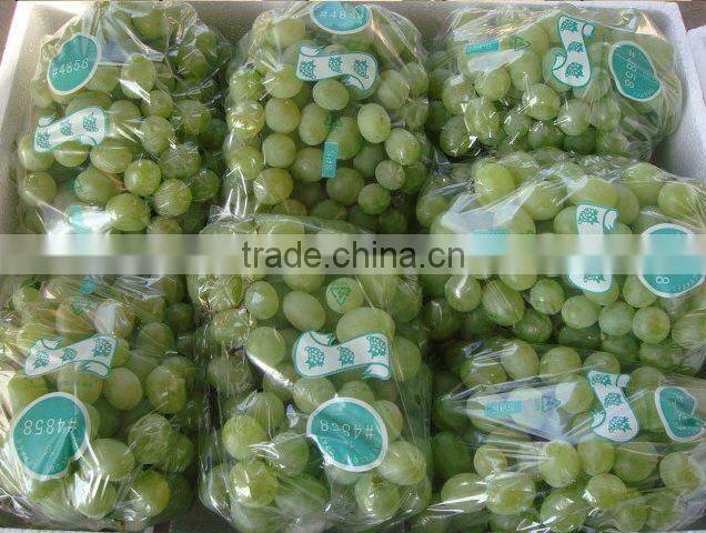 2012 crop green victoria grape