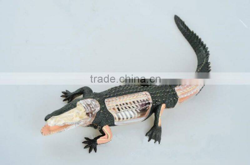V-AM053 4D MASTER Crocodile specimen anatomical model with organ skeleton