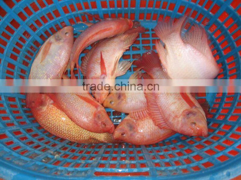 Good Quality China Red Tilapia
