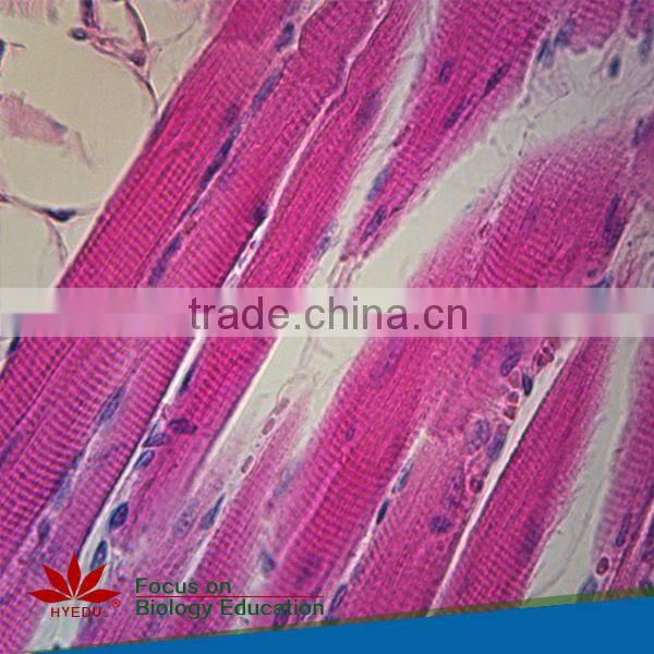 Fixed set 100 pieces for higher medical educational histopathology slides