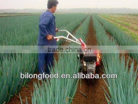 new crop fresh scallions ( fresh leek)