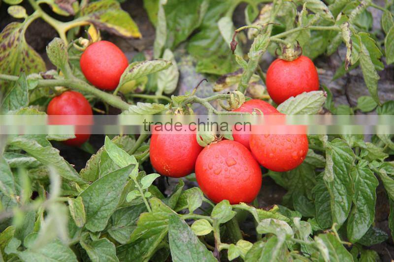 Delicious tomato paste with low price 800g canned tomato paste