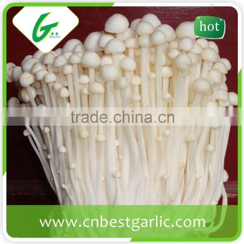 China supplier dried fresh enoki mushroom